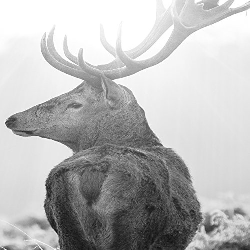 decomonkey Bilder Hirsch Tiere 200x80 cm 5 Teilig Leinwandbilder XXL Bild auf Leinwand Vlies Wandbild Kunstdruck Wanddeko Wand Wohnzimmer Wanddekoration Landschaft Sonne Sonnenuntergang Natur grau