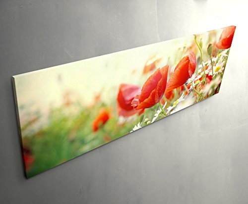 Paul Sinus Art Leinwandbilder | Bilder Leinwand 150x50cm Mohnblumen im Sonnenschein