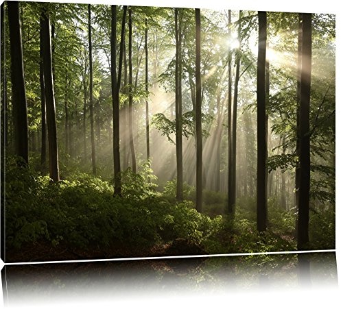 Sonnenstrahlen im Wald Format: 120x80 auf Leinwand, XXL...