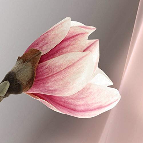 decomonkey Bilder Blumen Magnolien 200x100 cm 5 Teilig Leinwandbilder Bild auf Leinwand Vlies Wandbild Kunstdruck Wanddeko Wand Wohnzimmer Wanddekoration Deko Orchidee Rosa