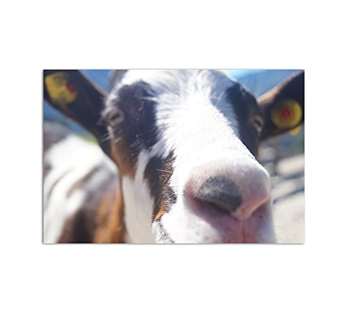 120x80cm Leinwanddruck Ziege Bauernhof Tiere frisch Alm Österreich von Leinwandparadies