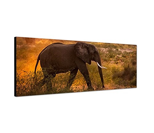 Wandbild auf Leinwand als Panorama in 150x50cm Wiese Bäume Elefant Morgensonne