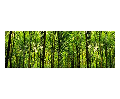 Wandbild auf Leinwand als Panorama in 150x50cm Wald Bäume Frühling Sonnenlicht