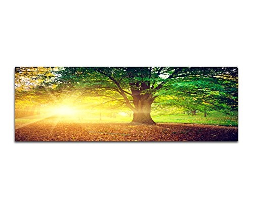 Wandbild auf Leinwand als Panorama in 150x50cm Bäume Park Herbst Blätter Sonnenstrahlen