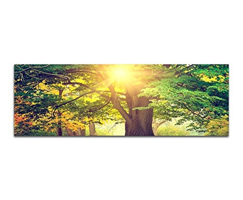 Wandbild auf Leinwand als Panorama in 150x50cm Park Bäume Herbst Blätter Sonnenlicht