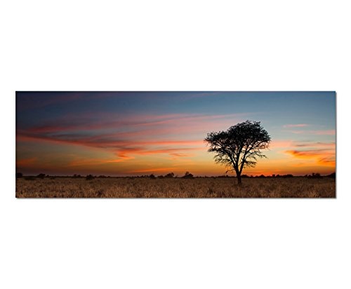 Wandbild auf Leinwand als Panorama in 150x50cm Kalahari Wüste Baum Abendrot