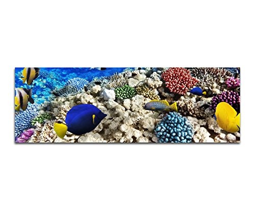 Wandbild auf Leinwand als Panorama in 150x50cm Unterwasser Riff Fische Korallen