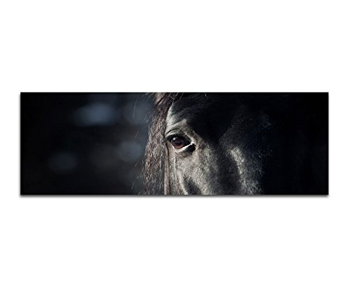 Wandbild auf Leinwand als Panorama in 150x50cm Pferd Kopf Auge Dunkelheit