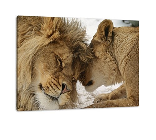 Kuschelnde Löwen Format: 120x80 cm auf Leinwand, XXL riesige Bilder fertig gerahmt mit Keilrahmen