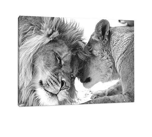 Kuschelnde Löwen Format: 60x80 cm auf Leinwand, XXL riesige Bilder fertig gerahmt mit Keilrahmen ...