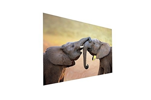 Leinwandbild Afrika Zwei liebende Elefanten auf Leinwand...