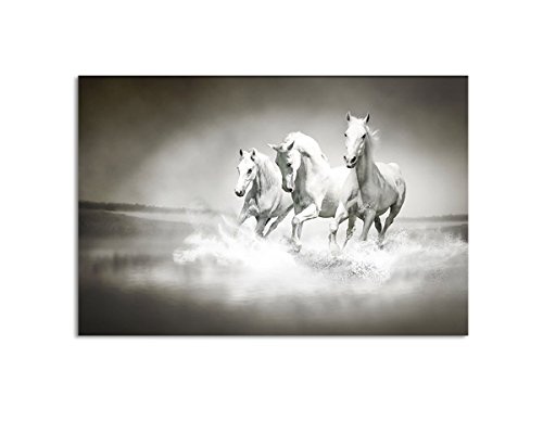 Leinwandbild 3 weiße Pferde auf Leinwand und...