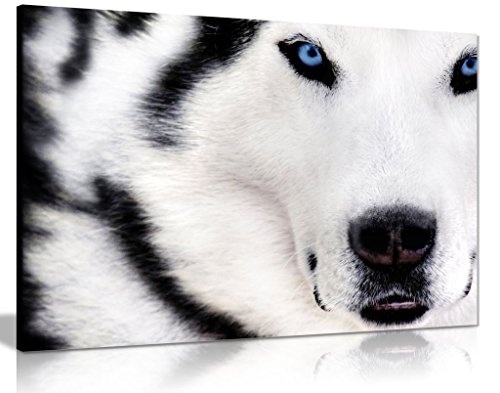 Weiß Wolf Tier Leinwanddruck Artwork Print, weiß, A0 91x61cm (36x24in)