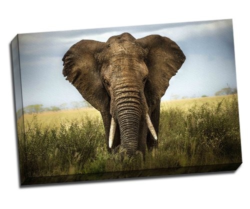 Majestätischer Elefant Head auf Leinwand Kunstdruck...