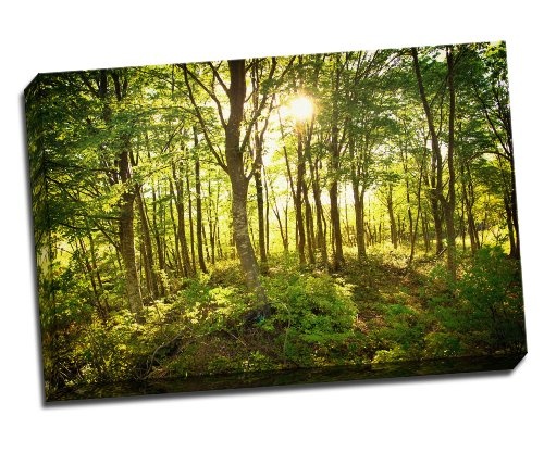 Sun durch durch Bäume grün Canvas Art Print...