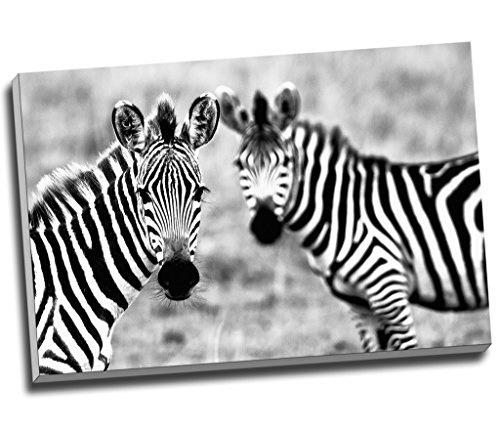 Wild afrikanischen Zebra Wildlife Wall Art Print auf Leinwand Bild Kunstdruck auf Leinwand groß A1 76,2 x 50,8 cm (76.2 cm x 50.8 cm)