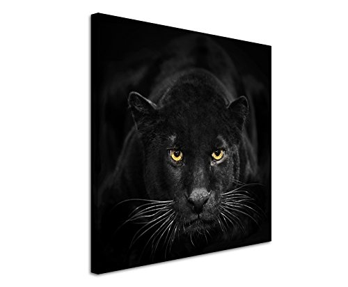 Fine Art Print auf Leinwand 90x90cm Tierbilder - Schwarzer Leopard mit bernsteinfarbenen Augen NICHT GEFUNDEN