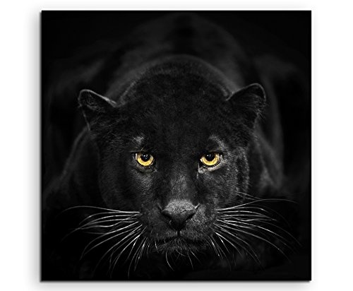 Fine Art Print auf Leinwand 90x90cm Tierbilder - Schwarzer Leopard mit bernsteinfarbenen Augen NICHT GEFUNDEN