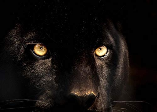 LANA KK - Premium Poster Panther Tiere & Natur...