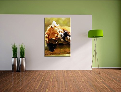 Pixxprint LFs7872_80x60 Kleiner Roter Panda träumt fertig gerahmt mit Keilrahmen Kunstdruck kein Poster oder Plakat auf Leinwand, 80 x 60 cm