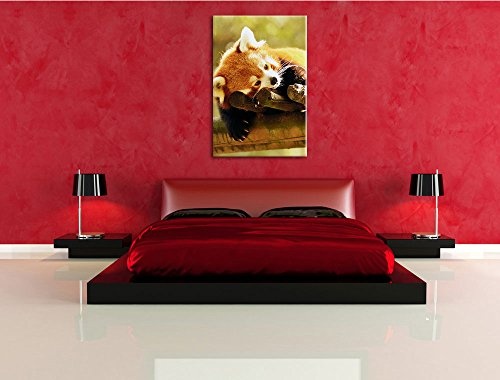 Pixxprint LFs7872_80x60 Kleiner Roter Panda träumt fertig gerahmt mit Keilrahmen Kunstdruck kein Poster oder Plakat auf Leinwand, 80 x 60 cm