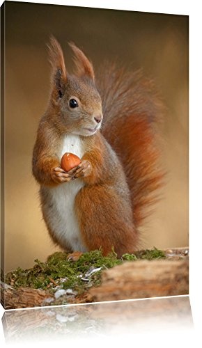 Pixxprint LFs7875_60x40 kleines Eichhörnchen mit knackiger Nuss fertig gerahmt mit Keilrahmen Kunstdruck kein Poster oder Plakat auf Leinwand, 60 x 40 cm