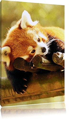 Pixxprint LFs7872_60x40 Kleiner Roter Panda träumt fertig gerahmt mit Keilrahmen Kunstdruck kein Poster oder Plakat auf Leinwand, 60 x 40 cm