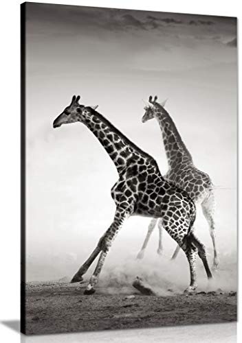 Kunstdruck auf Leinwand, Giraffe, Schwarz/Weiß, Schwarz, 91x61cm (36x24in)