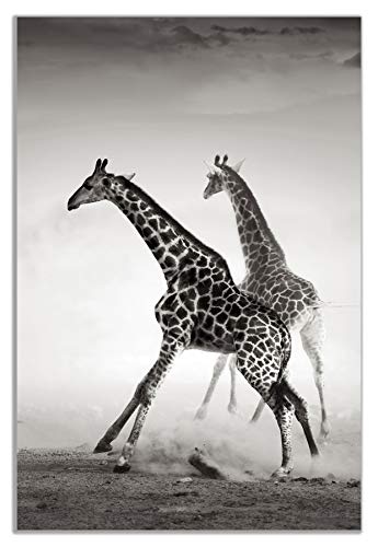 Kunstdruck auf Leinwand, Giraffe, Schwarz/Weiß, Schwarz, 91x61cm (36x24in)