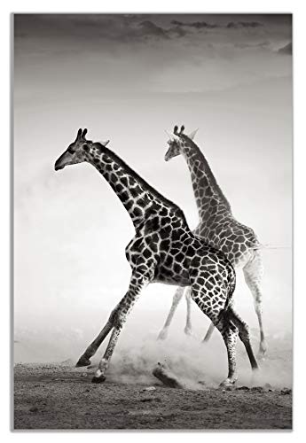 Kunstdruck auf Leinwand, Motiv Giraffe, 61 x 41 cm, Schwarz/Weiß