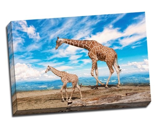 Familie von Giraffe Goes gegen den Himmel blau Poster Kunstdruck auf Leinwand 76,2 x 50,8 cm Zoll