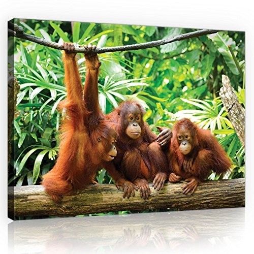 Welt-der-TräumeWANDBILD CANVASBILD Wandbild Leinwandbild Kunstdruck Canvas | Orangutans im Dschungel | O1 (100cm. x 75cm.) | Canvas Picture Print PP10230O1-MS | Natur Tier Tiere Wild Wilde Affe Affen Orangutan