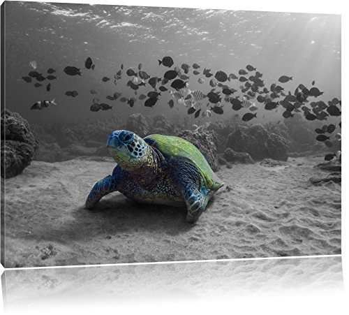 Schildkröte im Ozean schwarz/weiß Format: 120x80 auf Leinwand, XXL riesige Bilder fertig gerahmt mit Keilrahmen, Kunstdruck auf Wandbild mit Rahmen, günstiger als Gemälde oder Ölbild, kein Poster oder Plakat