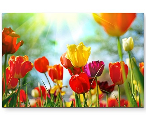 Paul Sinus Art Leinwandbilder | Bilder Leinwand 120x80cm Bunte Tulpen im Sonnenschein