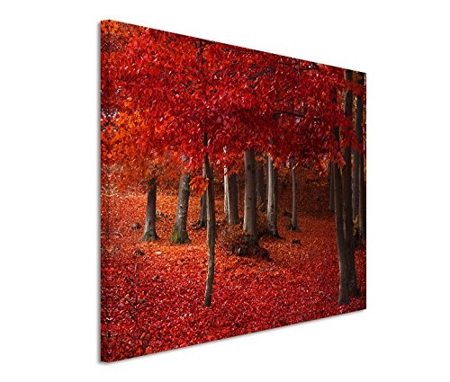 Modernes Bild 120x80cm Landschaftsfotografie - Wald mit rotem Laub