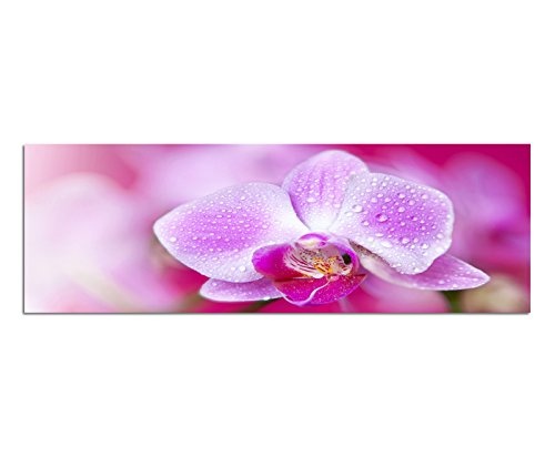 Sinus Art Wandbild 150x50cm Orchidee Blüte Blume Wassertropfen pink