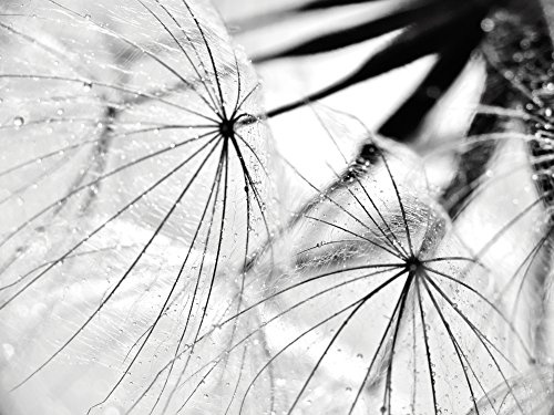 Artland Qualitätsbilder I Bild auf Leinwand Leinwandbilder Wandbilder 120 x 90 cm Botanik Blumen Pusteblume Foto Schwarz Weiß B6PJ Pusteblume schwarzweiß