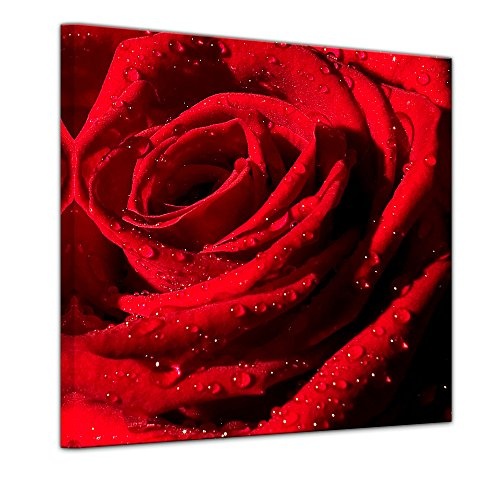 Wandbild - Rote Rose mit Wassertropfen - Bild auf Leinwand 40 x 40 cm - Leinwandbilder - Bilder als Leinwanddruck - Pflanzen & Blumen - Natur - rote Blüte mit Wasserperlen