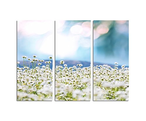 130x90cm - Keilrahmenbild Kamille Feld Sonne hell 3teiliges Wandbild auf Leinwand und Keilrahmen - Fotobild Kunstdruck Artprint