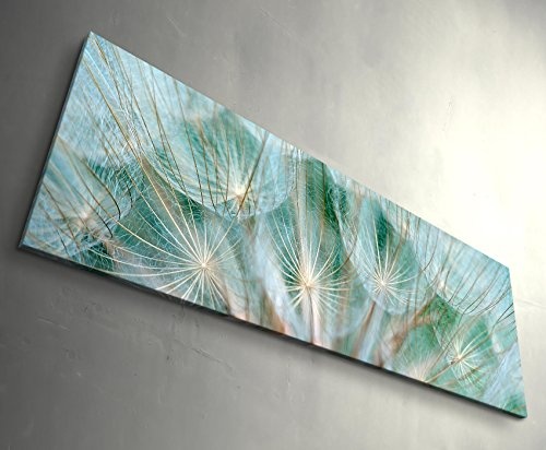 Paul Sinus Art Leinwandbilder | Bilder Leinwand 150x50cm Pusteblume - Nahaufnahme