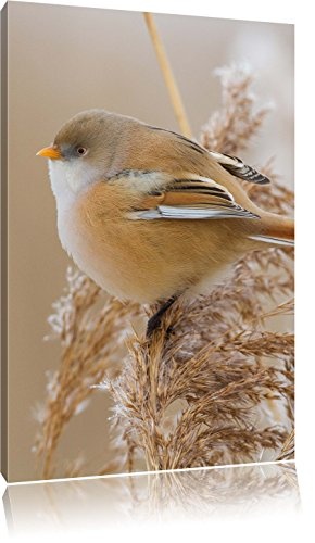Pixxprint Kleiner Vogel auf Weizen / 60x40cm Leinwandbild bespannt auf Holzrahmen/Wandbild Kunstdruck Dekoration