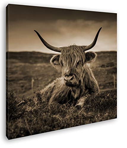 deyoli pelziges Rind auf schottischer Landschaft im Format: 70x70 Effekt: Sepia als Leinwandbild, Motiv auf Echtholzrahmen, Hochwertiger Digitaldruck mit Rahmen, Kein Poster oder Plakat