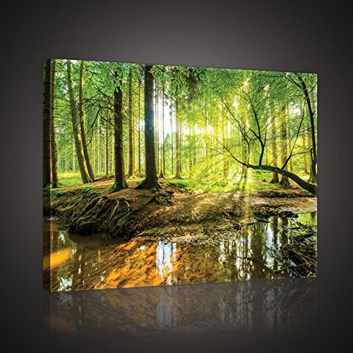 FORWALL Bilder Canvas Sonniger Wald O4 (60cm. x 40cm.) Leinwandbilder Wandbild AMFPP10513O4