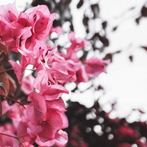 Bild Blume Blumen Pink Rosa Weiß Vintage 30x20 Querformat Leinwandbild Leinwand Fotografie Fotoleinwand Fotokunst handgemacht Kunstdruck für Wohnzimmer Schlafzimmer Büro by: Johannes Riggelsen