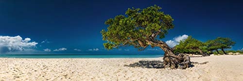 Leinwandbild in Galerie Qualität. Hübscher Baum am feinen Karibikstrand auf der Insel Aruba / Karibik. . Leinwand Panoramabild aufgezogen auf Naturholz Keilrahmen als Kunst Wandbild | Bild