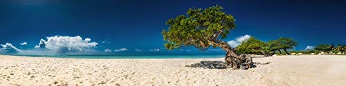 Voss Fine Art Photography Leinwandbild in Galerie Qualität. Alter schöner Baum am Eagle Beach auf Aruba/Karibik. Leinwand Panoramabild aufgezogen auf Naturholz Keilrahmen als Kunst Wandbild | Bild