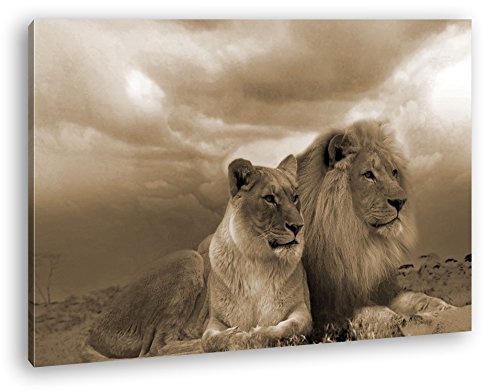 deyoli Löwen in Afrika Format: 120x80 Effekt: Sepia...