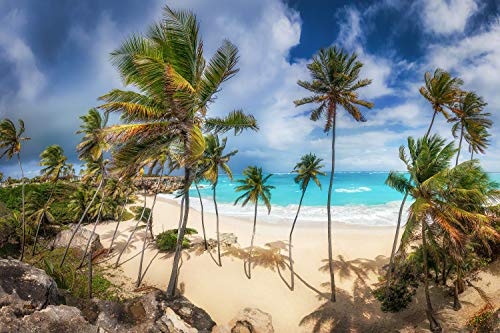Voss Fine Art Photography Leinwandbild in Galerie Qualität. Traumhafter Strand mit Palmen auf Barbados in der Karibik. Leinwand Foto aufgezogen auf Naturholz Keilrahmen als Kunst Wandbild | Bild