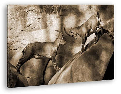 deyoli Zwei rivalisierenden Steinböcke Format: 100x70 Effekt: Sepia als Leinwandbild, Motiv fertig gerahmt auf Echtholzrahmen, Hochwertiger Digitaldruck mit Rahmen, Kein Poster oder Plakat