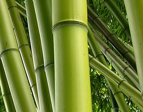 Leinwandbild Bamboo Trees Quattro Bambus Blätter Blatt Asien Wald, Leinwand, Leinwandbild XXL, Leinwanddruck, Wandbild